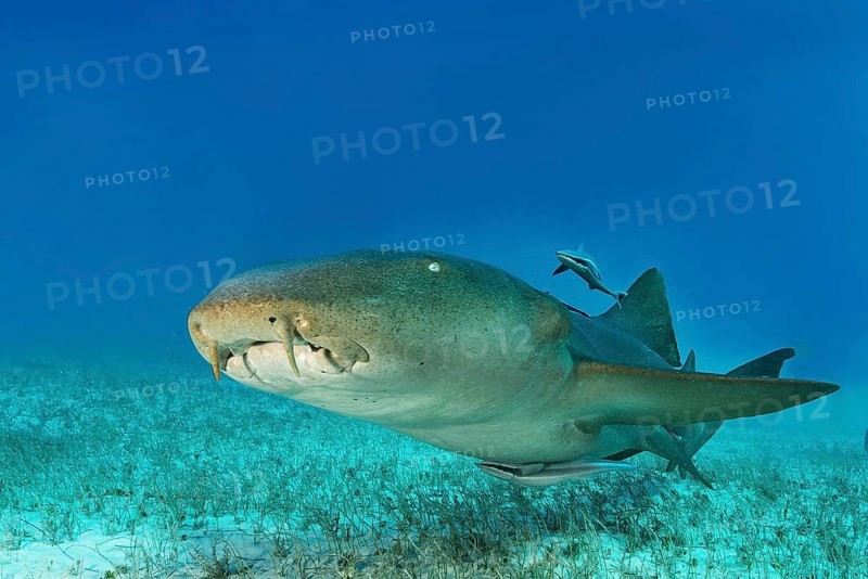 Nurse shark