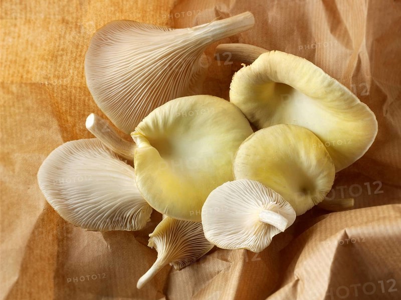 Golden oyster mushrooms