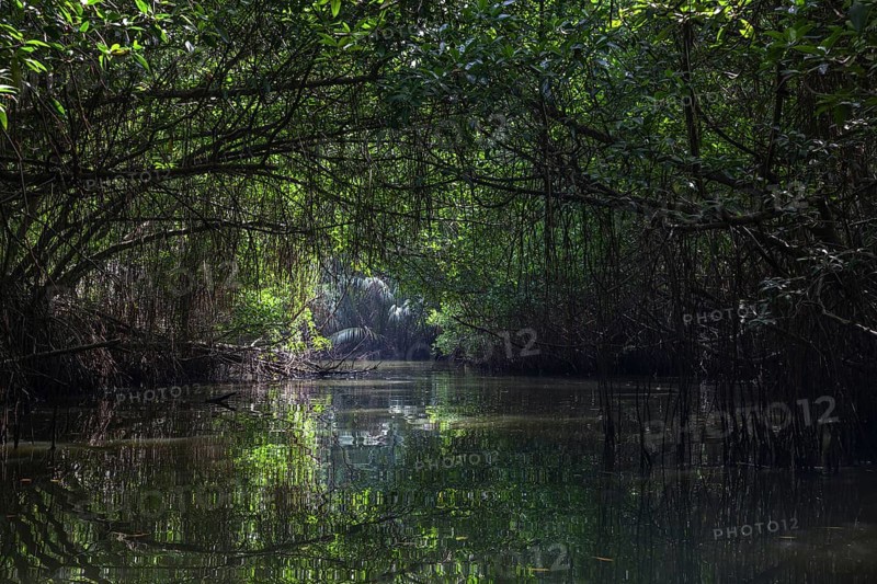 Mangrove forest