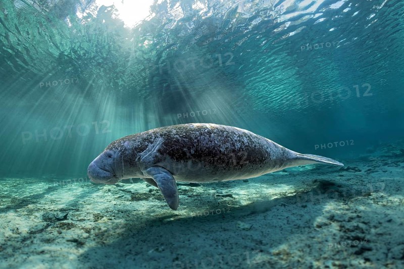 West Indian manatee