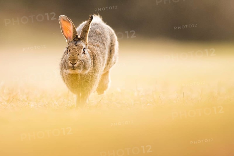 Wild rabbits