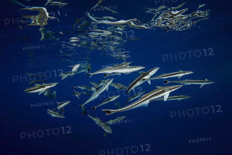 School of fish Remora
