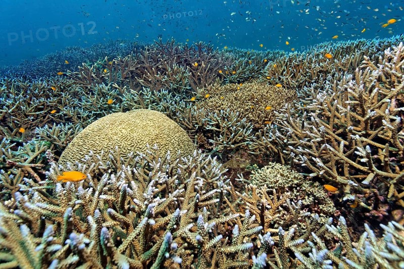 Various stony corals