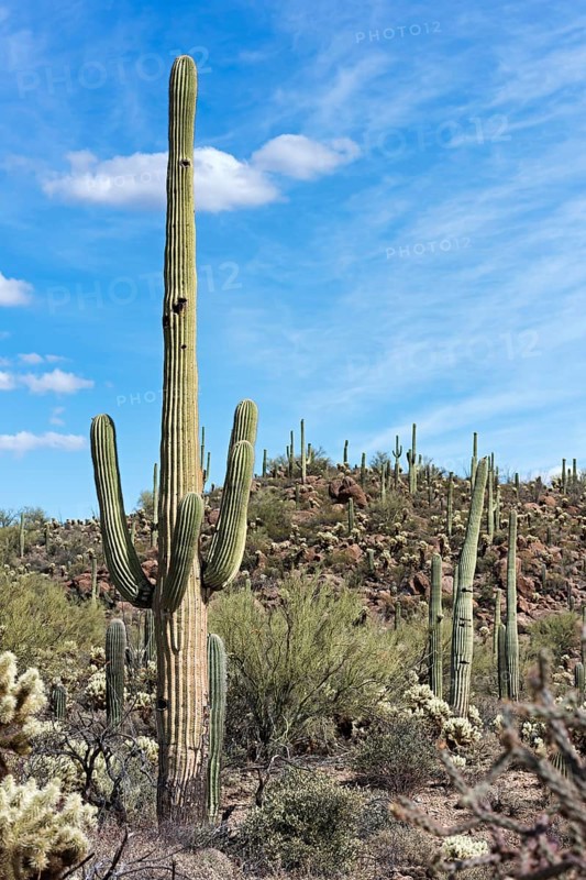 Saguaro