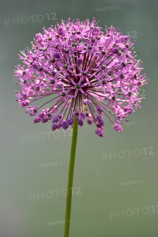Ornamental leek