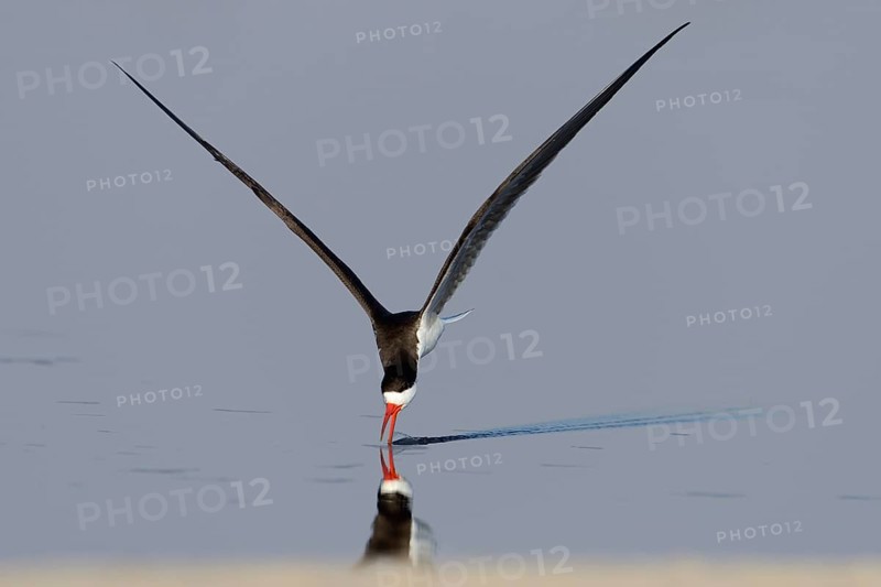 African skimmer
