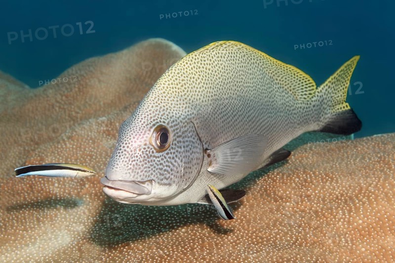 Blackfin slatey