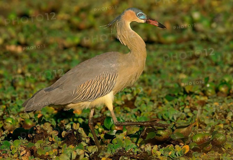 Whistling Heron