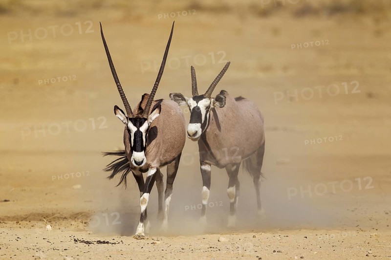 Gemsboks
