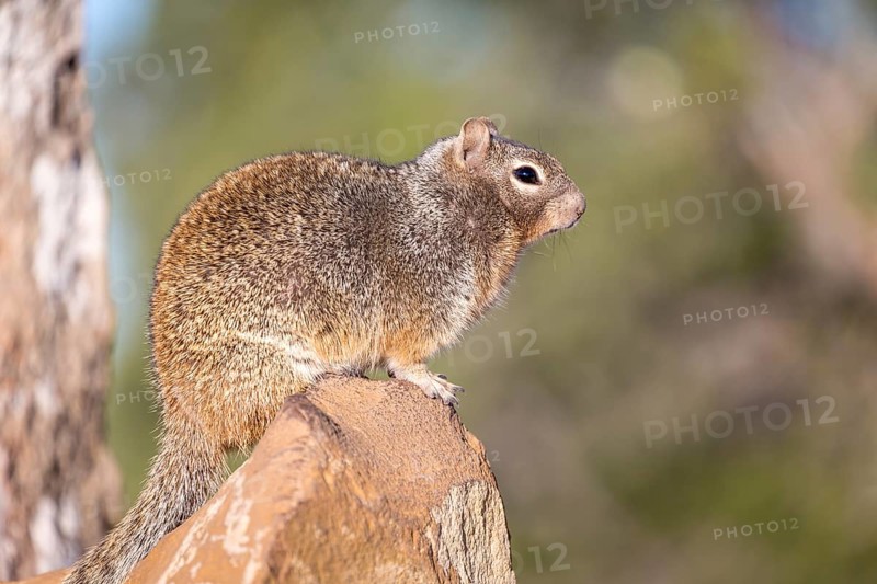 Rock squirrel
