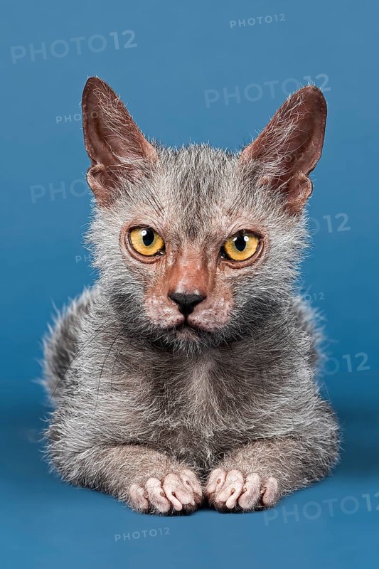 Werewolf Cat or Lykoi Cat