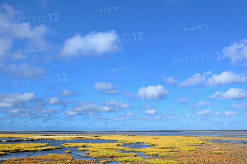 Glasswort
