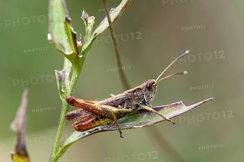Woodland Grasshopper