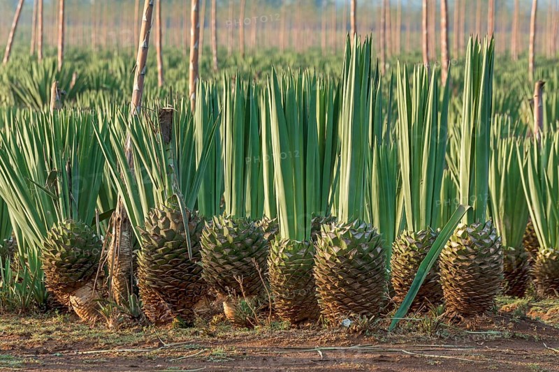 Sisal agave
