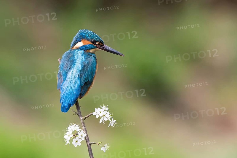 Kingfisher