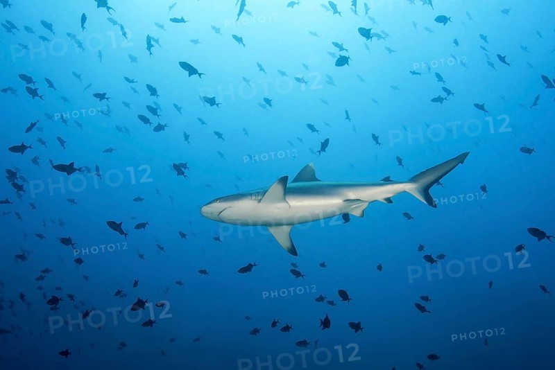 Grey reef shark