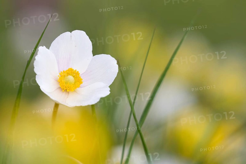 Snowdrop anemone