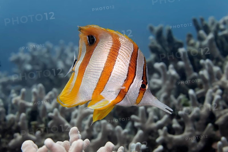 Copperband butterflyfish