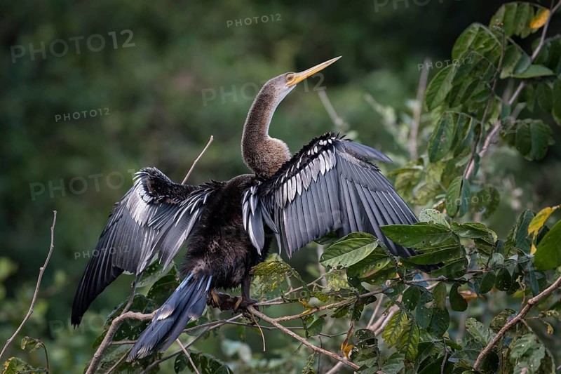 Anhinga or Water Turkey