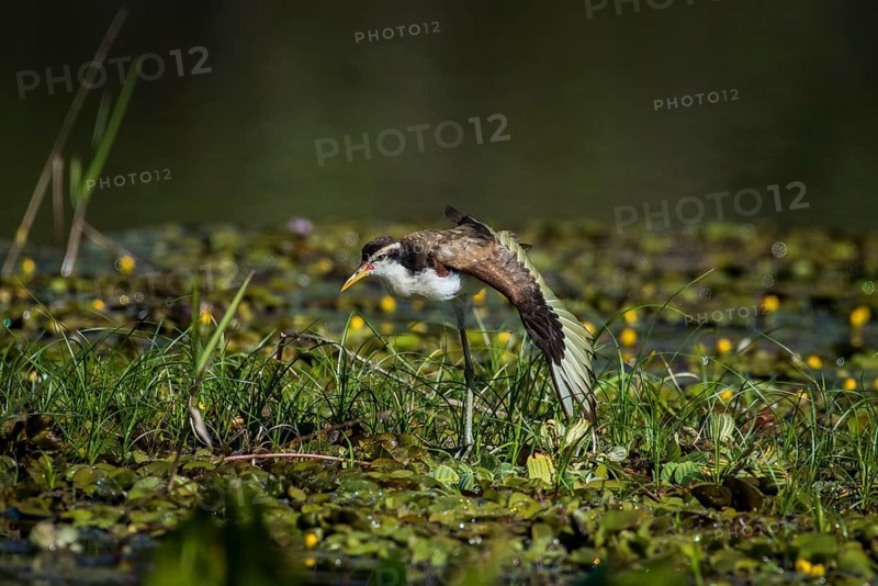 Wattled jacana