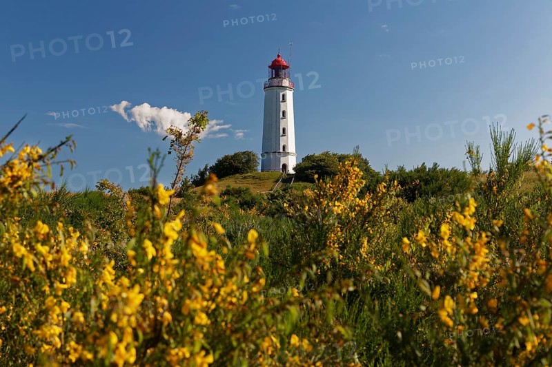 Broom in front of lighthouse Dornbush on the Schluckwieksberg