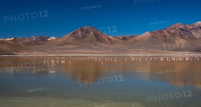 Flamingos