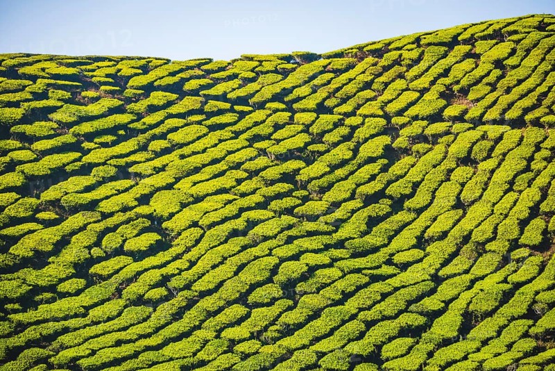 Hill with tea plantations