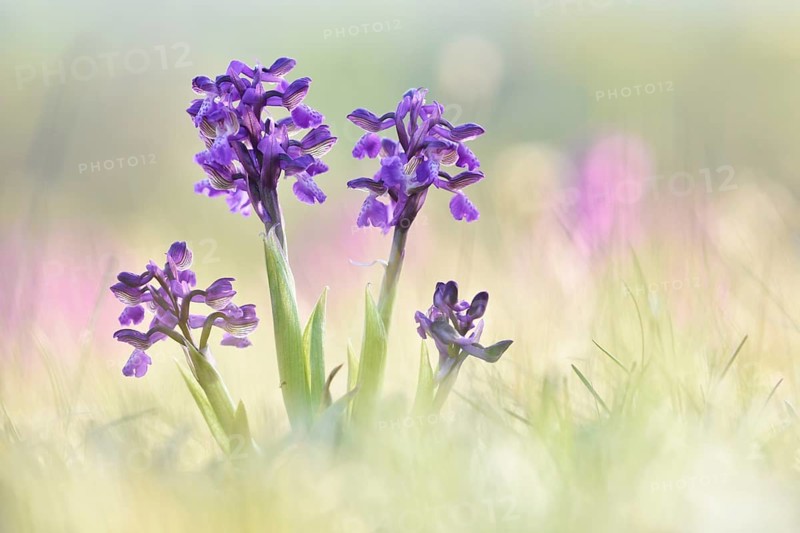Green-winged orchid