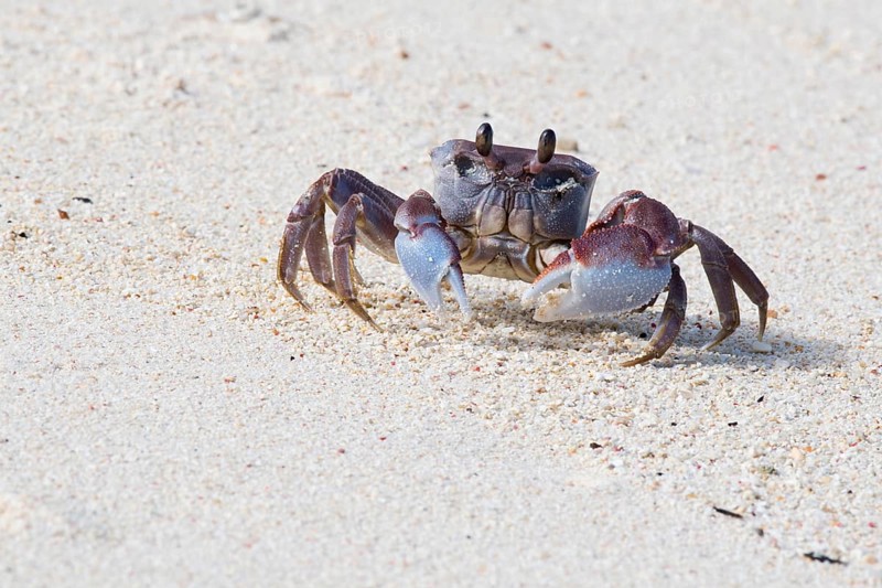 Smooth-handed Ghost Crab