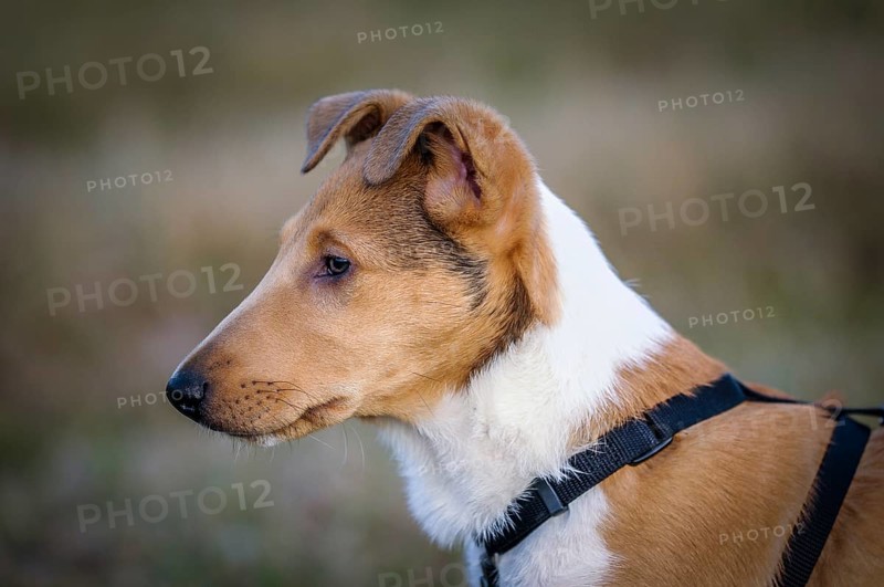 Shorthair Collie