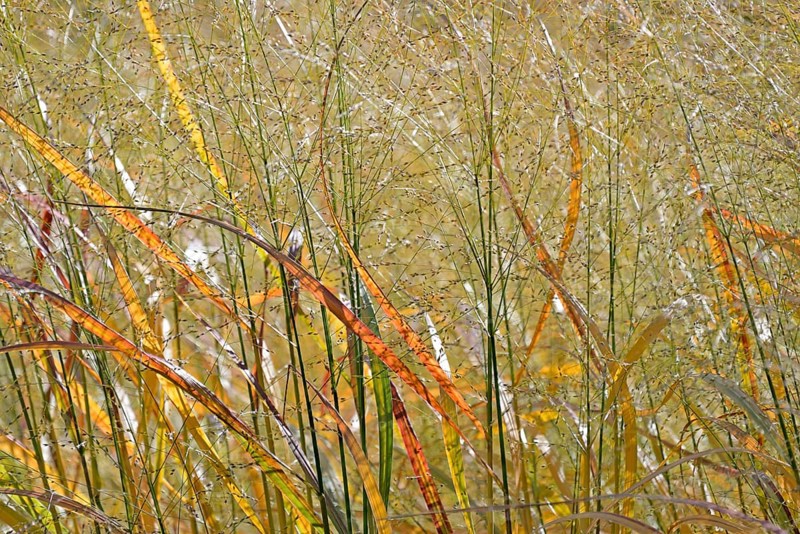 Switchgrass