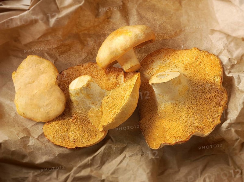 Organic Pied de Mouton Mushrooms