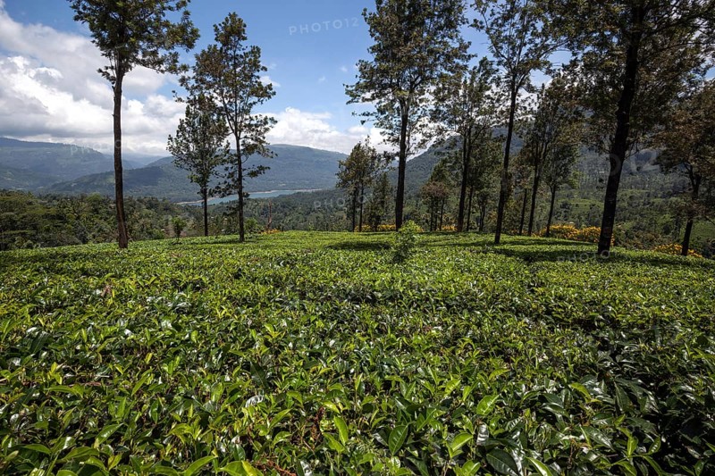 Tea plants