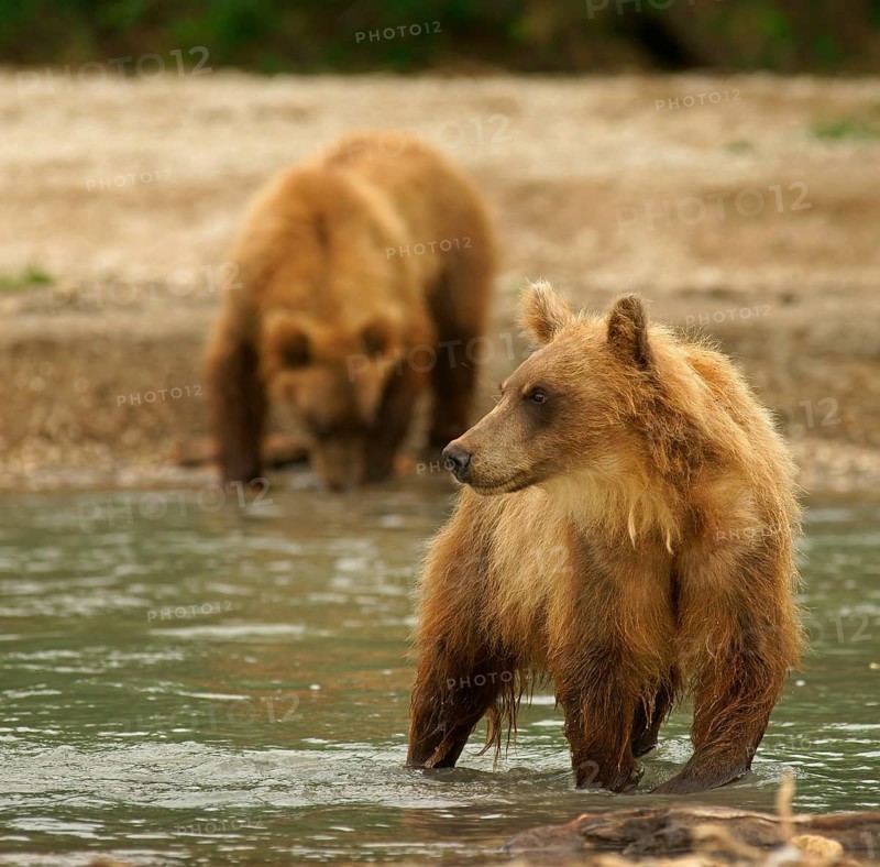 Brown bears