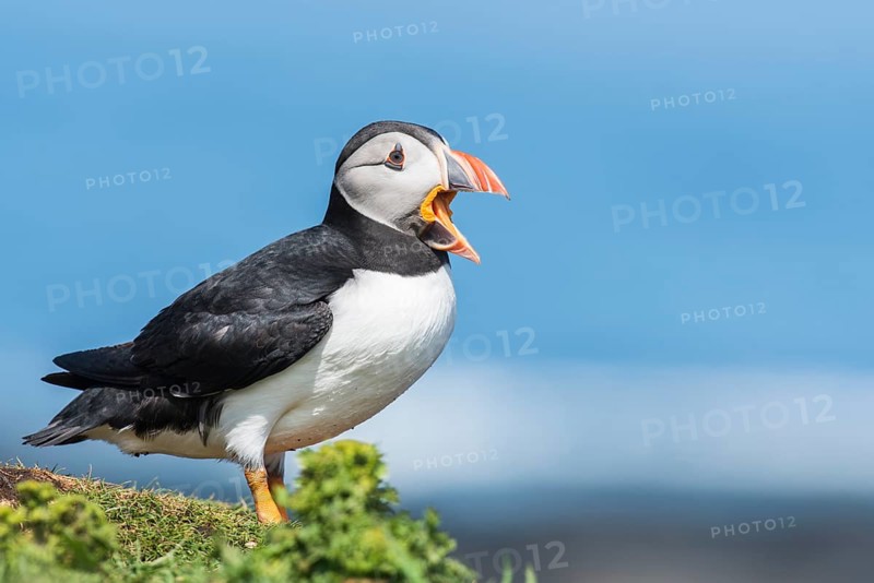 Puffin
