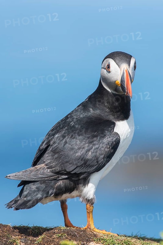 Puffin