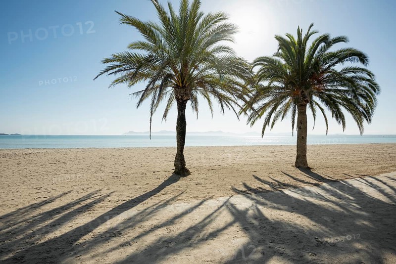 Beach with palm trees