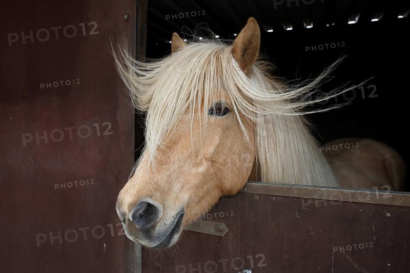 Iceland horse
