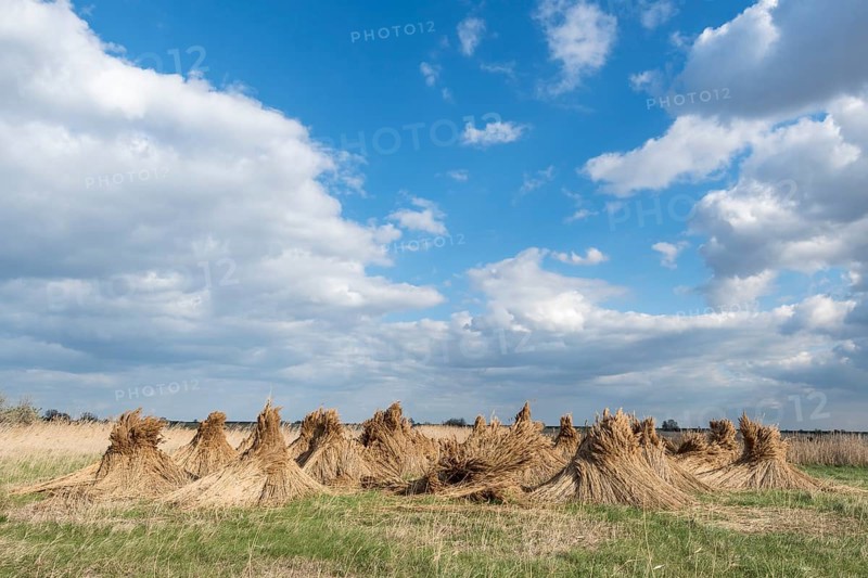 Reed cones