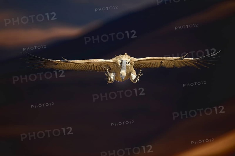 Cape Vulture