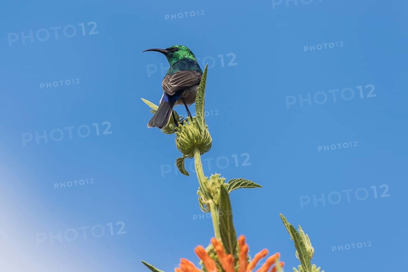 Southern Double-collared Sunbird