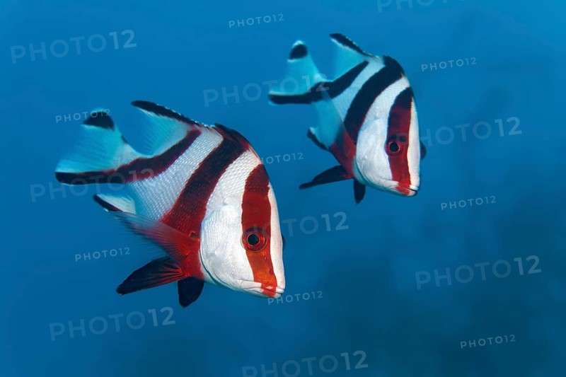 Two emperor red snappers