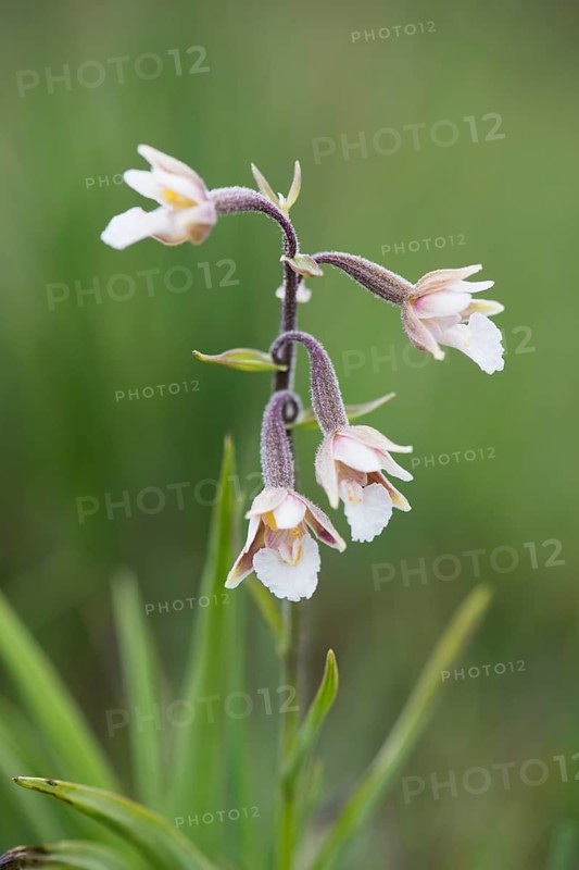 Marsh Helleborine