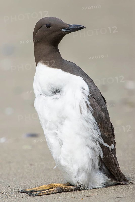 Common guillemot