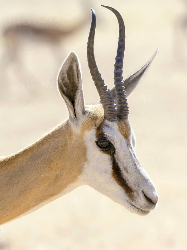 Impala