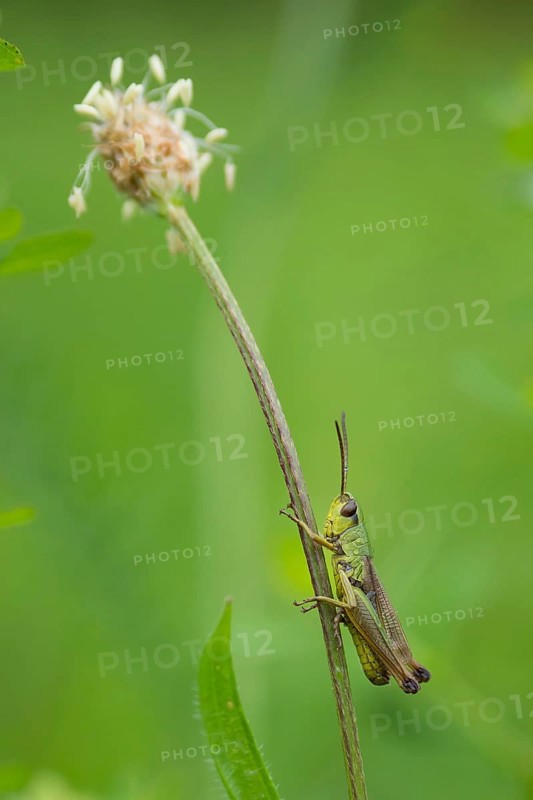 Meadow grasshopper