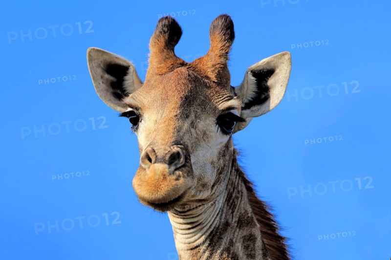 Cape Giraffe