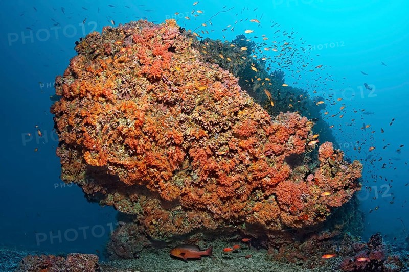 Coral reef