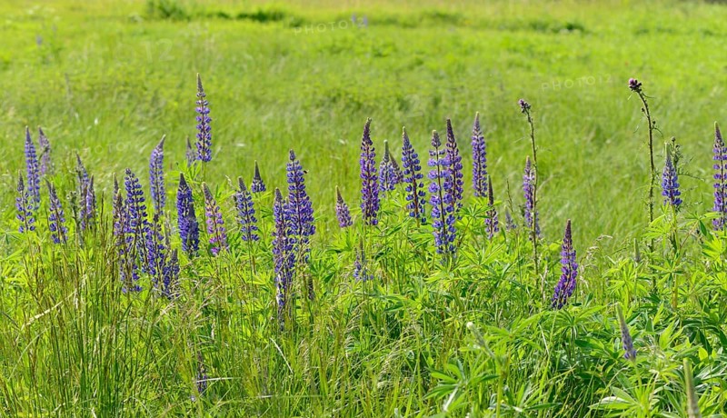 Narrow-leafed lupins
