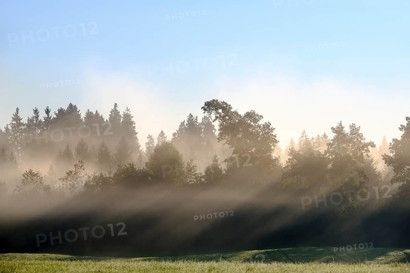 Sunbeams shine through trees in the morning mist